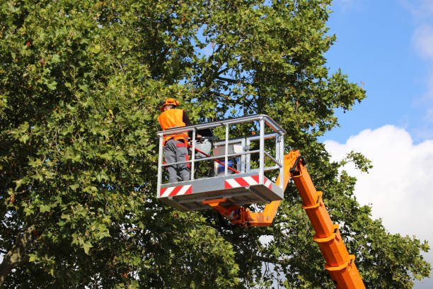 Best Tree Maintenance Programs  in Beverly Hills, TX
