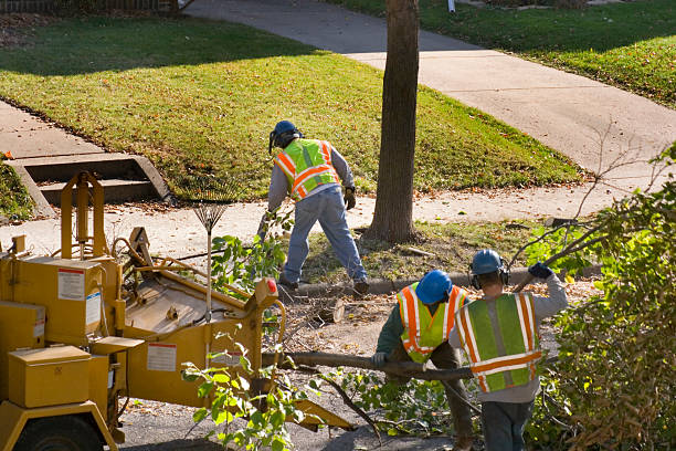 Best Emergency Tree Removal  in Beverly Hills, TX